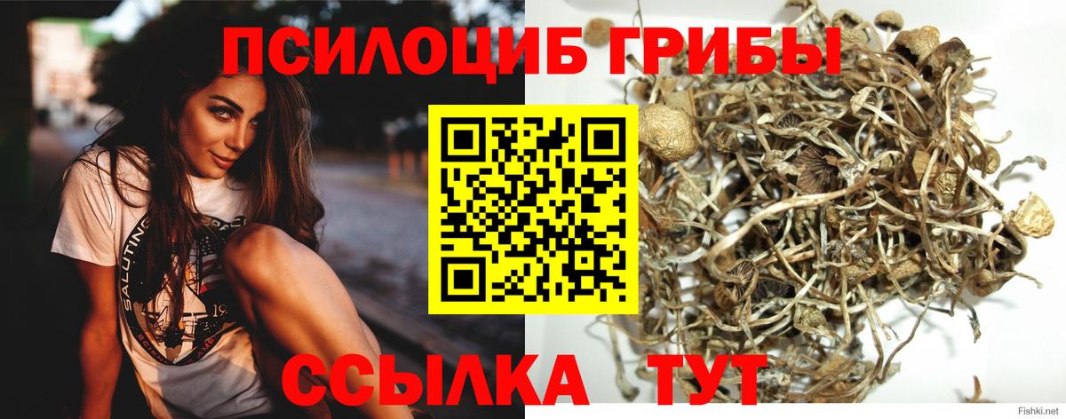 закладка  Вход с VPN  Волгодонск  Галлюциногенные грибы Psilocybine cubensis 